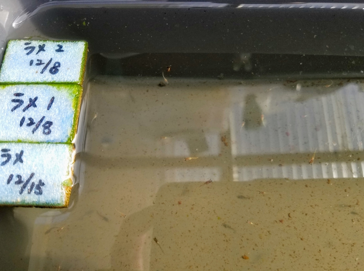 f:id:e-medaka-3846:20200123085841j:plain