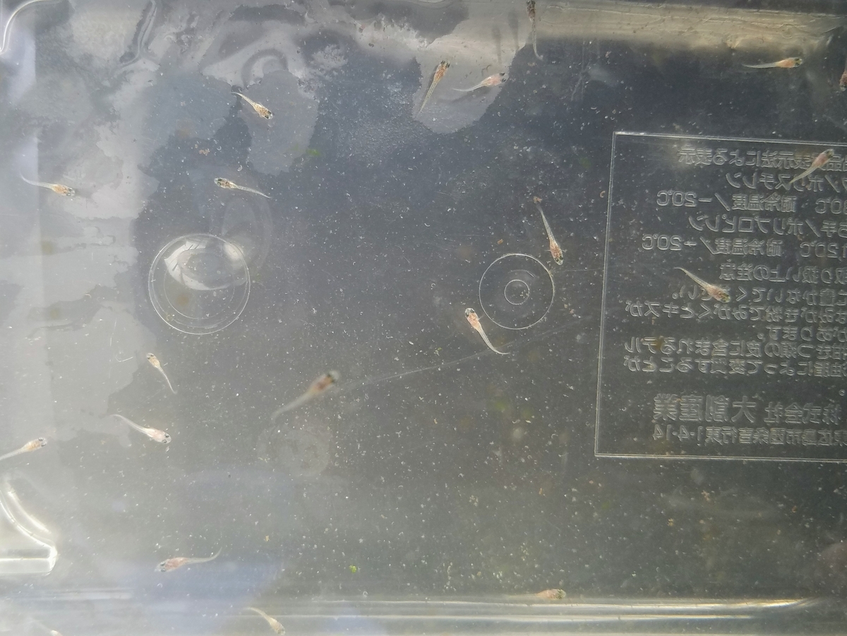 f:id:e-medaka-3846:20200123085912j:plain