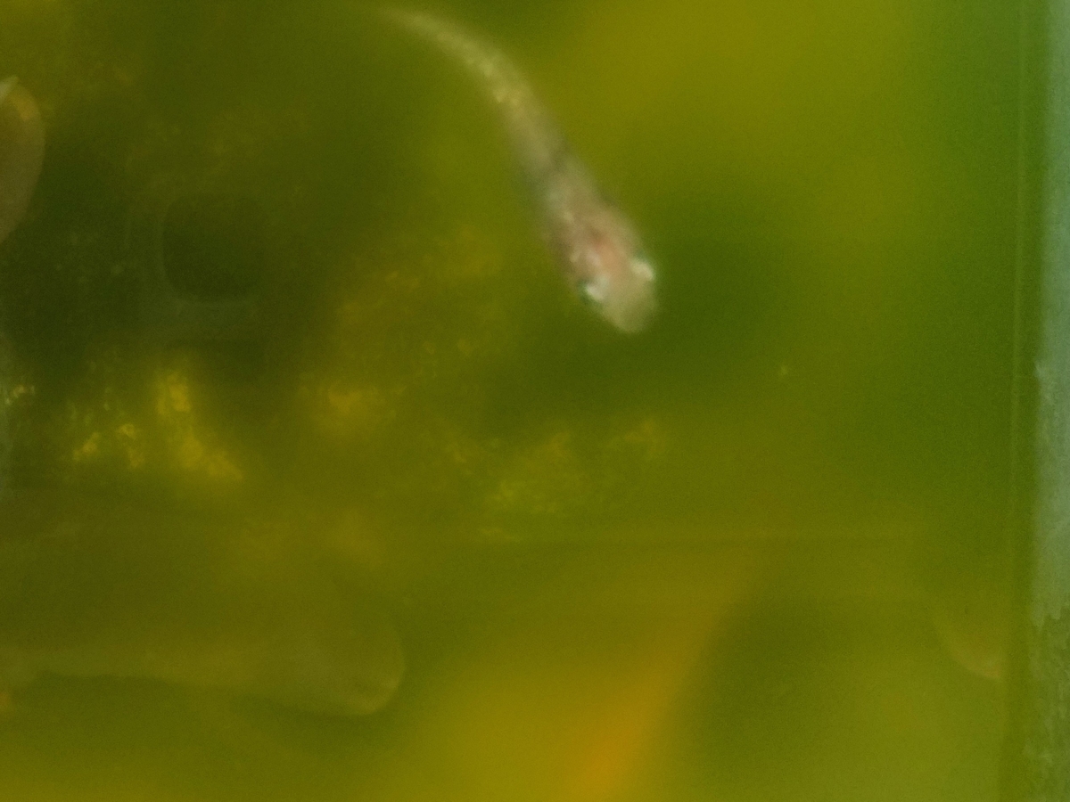 f:id:e-medaka-3846:20200123090142j:plain