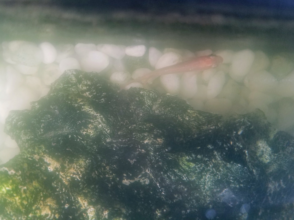 f:id:e-medaka-3846:20200123090156j:plain