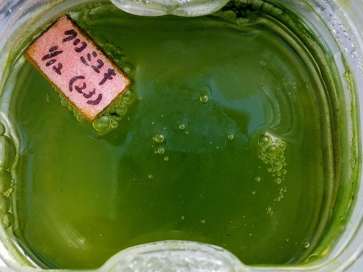 f:id:e-medaka-3846:20200212092831j:plain f:id:e-medaka-3846:20200212092831j:plain