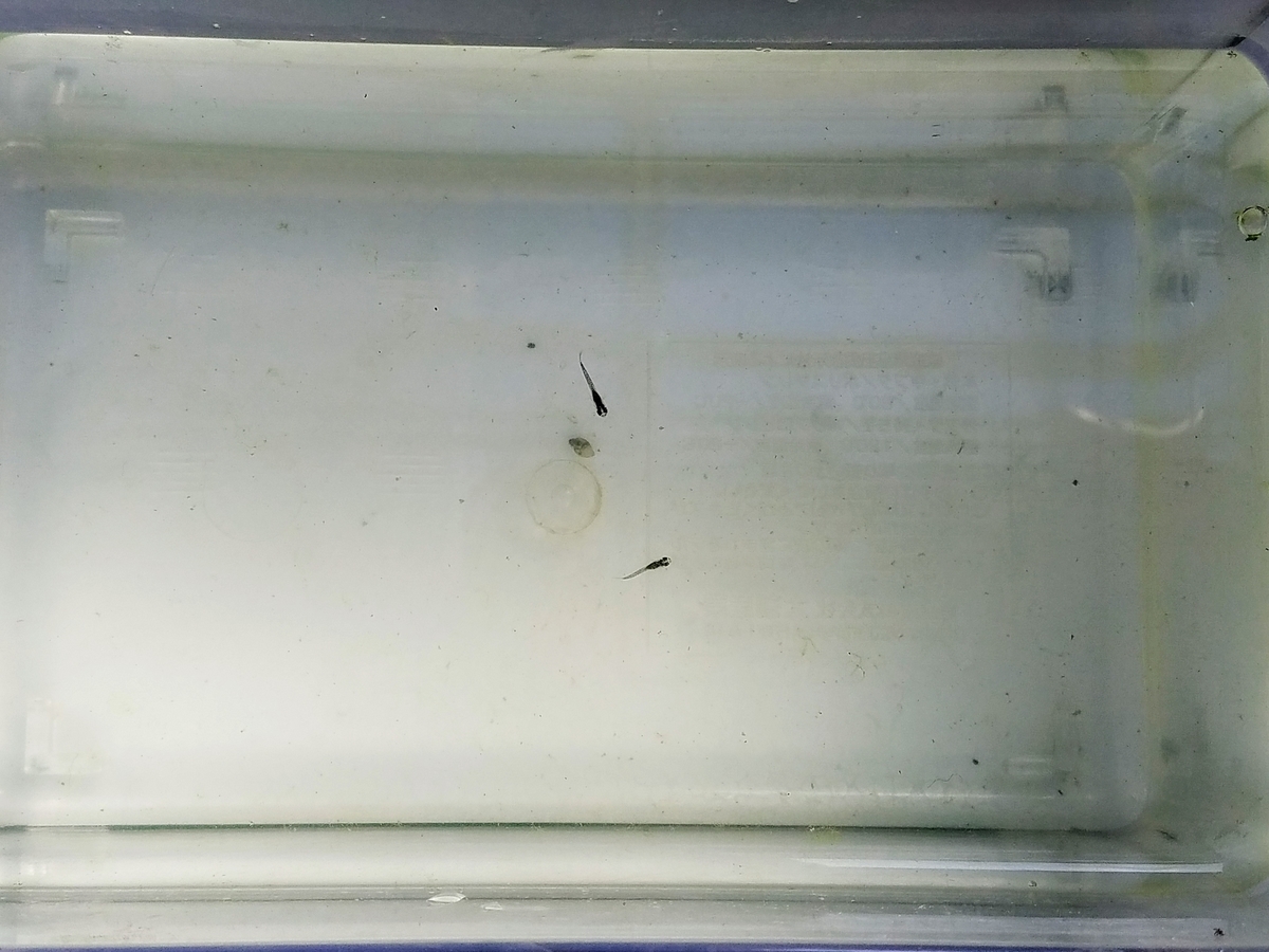 f:id:e-medaka-3846:20200212093021j:plain f:id:e-medaka-3846:20200212093021j:plain