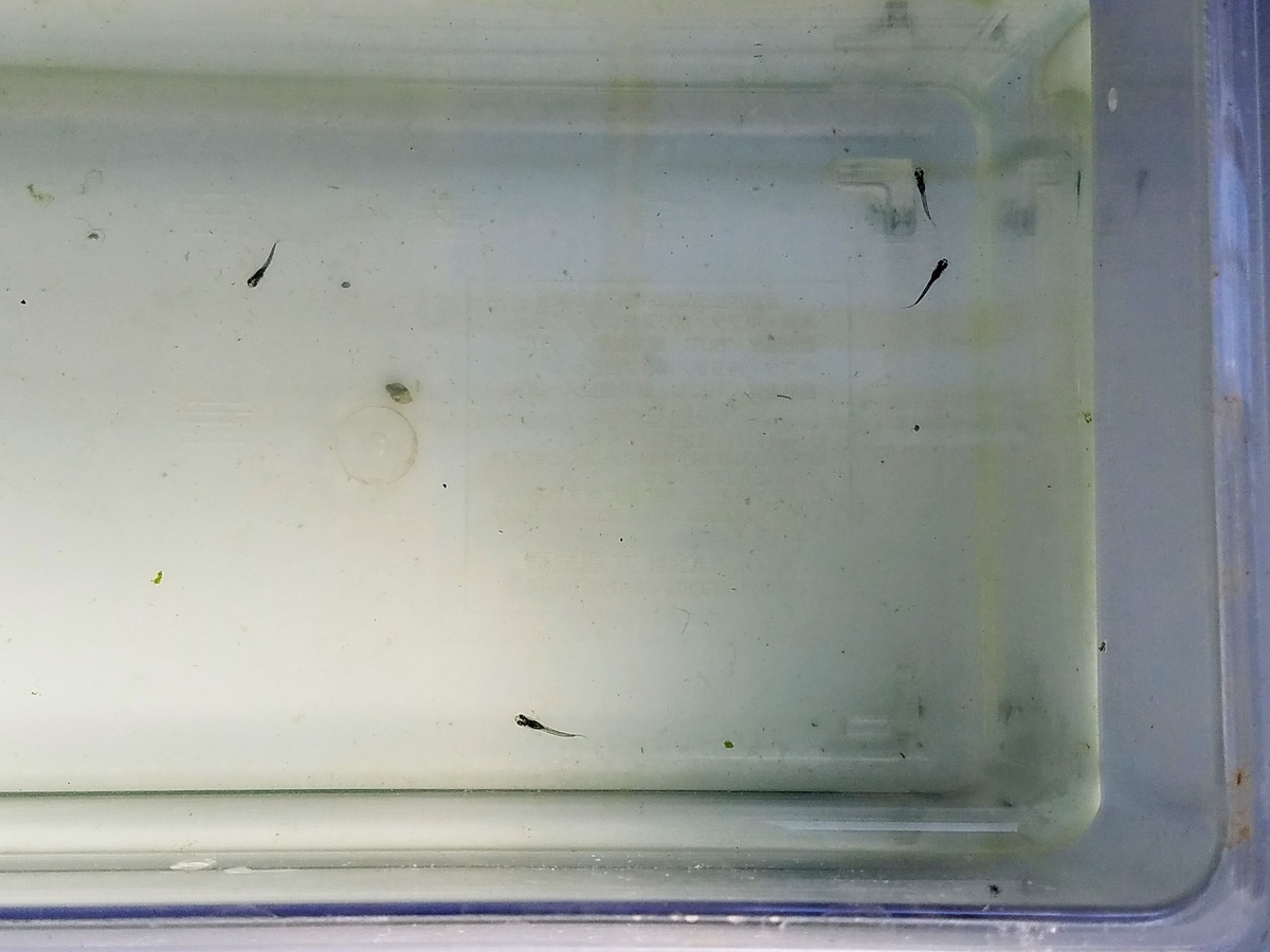 f:id:e-medaka-3846:20200212093223j:plain f:id:e-medaka-3846:20200212093223j:plain