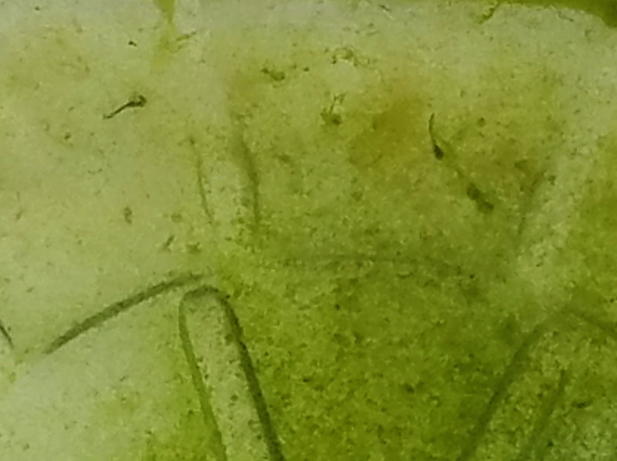 f:id:e-medaka-3846:20200212093311j:plain f:id:e-medaka-3846:20200212093311j:plain