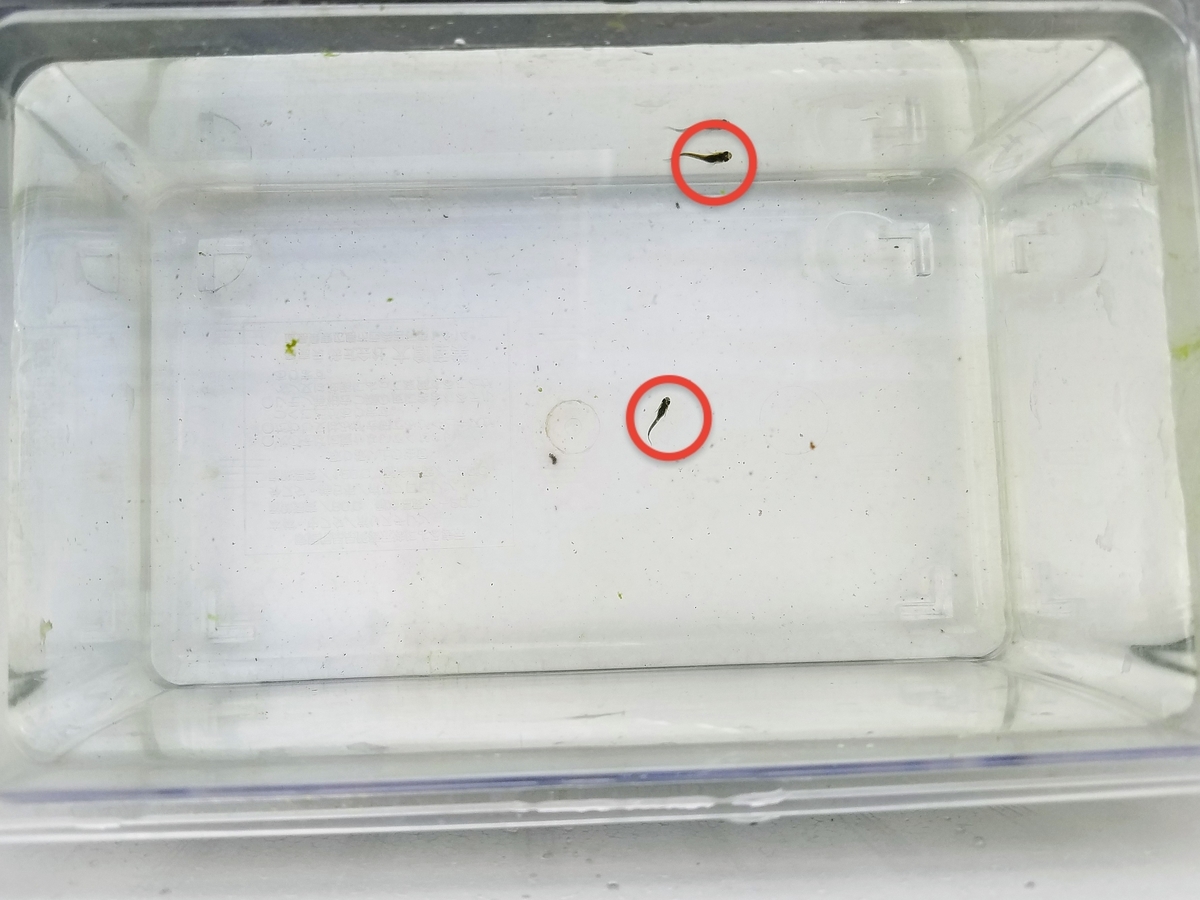 f:id:e-medaka-3846:20200217192423j:plain