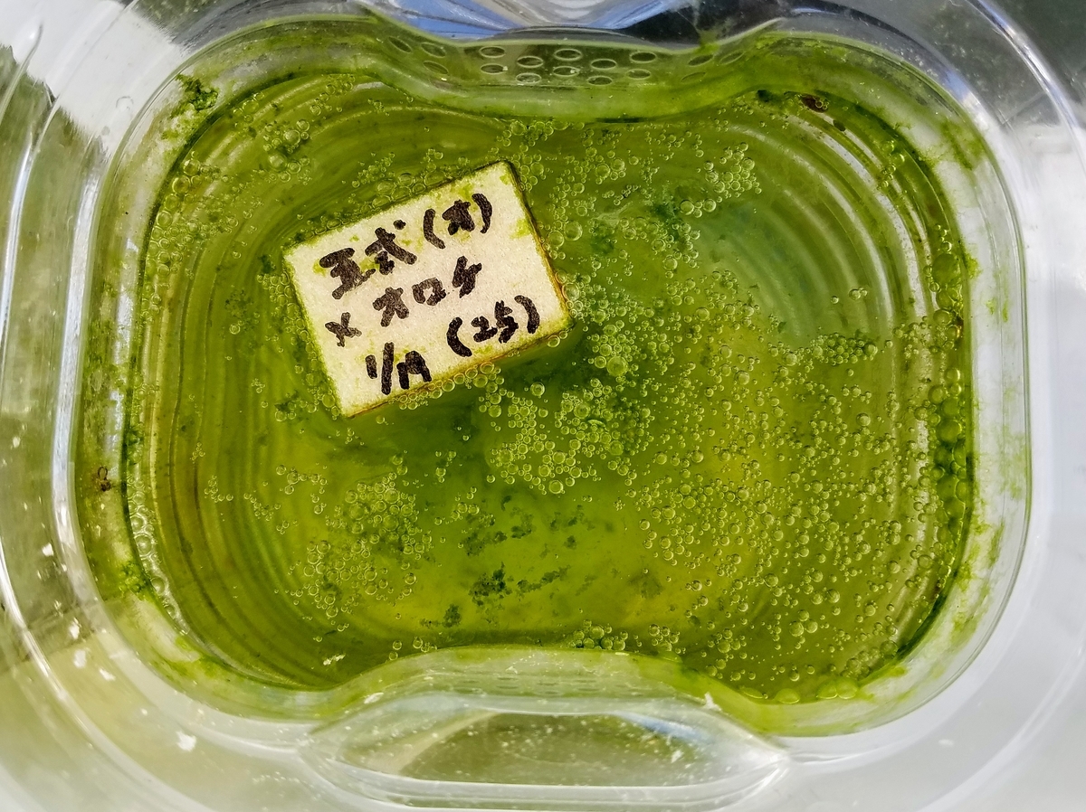 f:id:e-medaka-3846:20200218093020j:plain f:id:e-medaka-3846:20200218093020j:plain