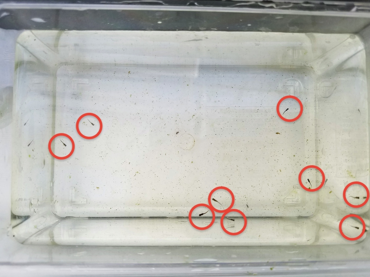 f:id:e-medaka-3846:20200218093037j:plain f:id:e-medaka-3846:20200218093037j:plain