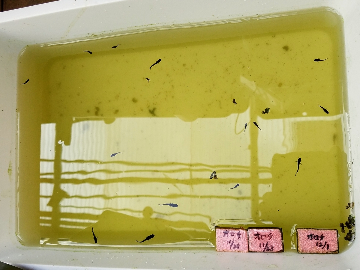 f:id:e-medaka-3846:20200229152604j:plain