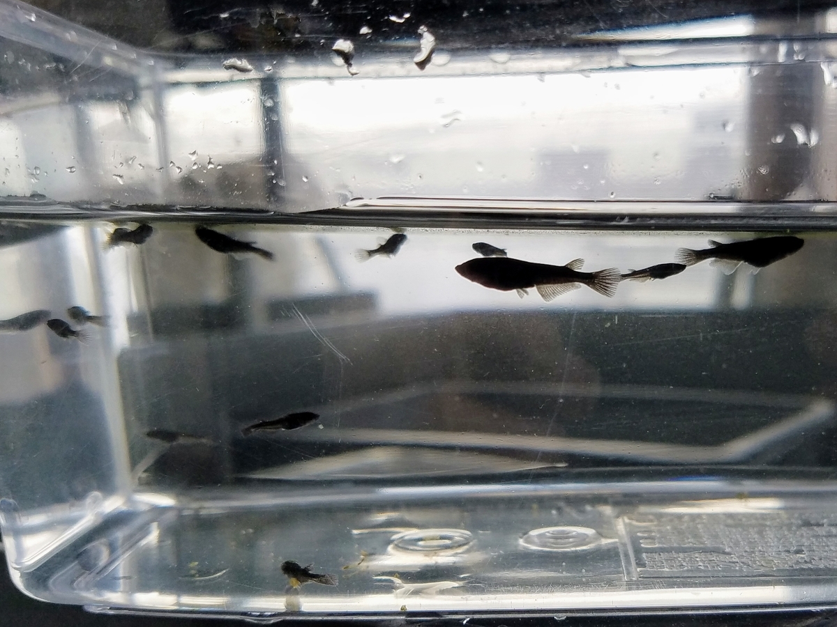 f:id:e-medaka-3846:20200229154521j:plain