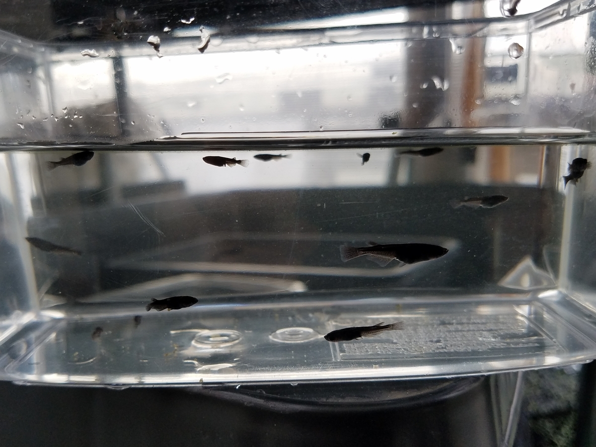 f:id:e-medaka-3846:20200229154535j:plain