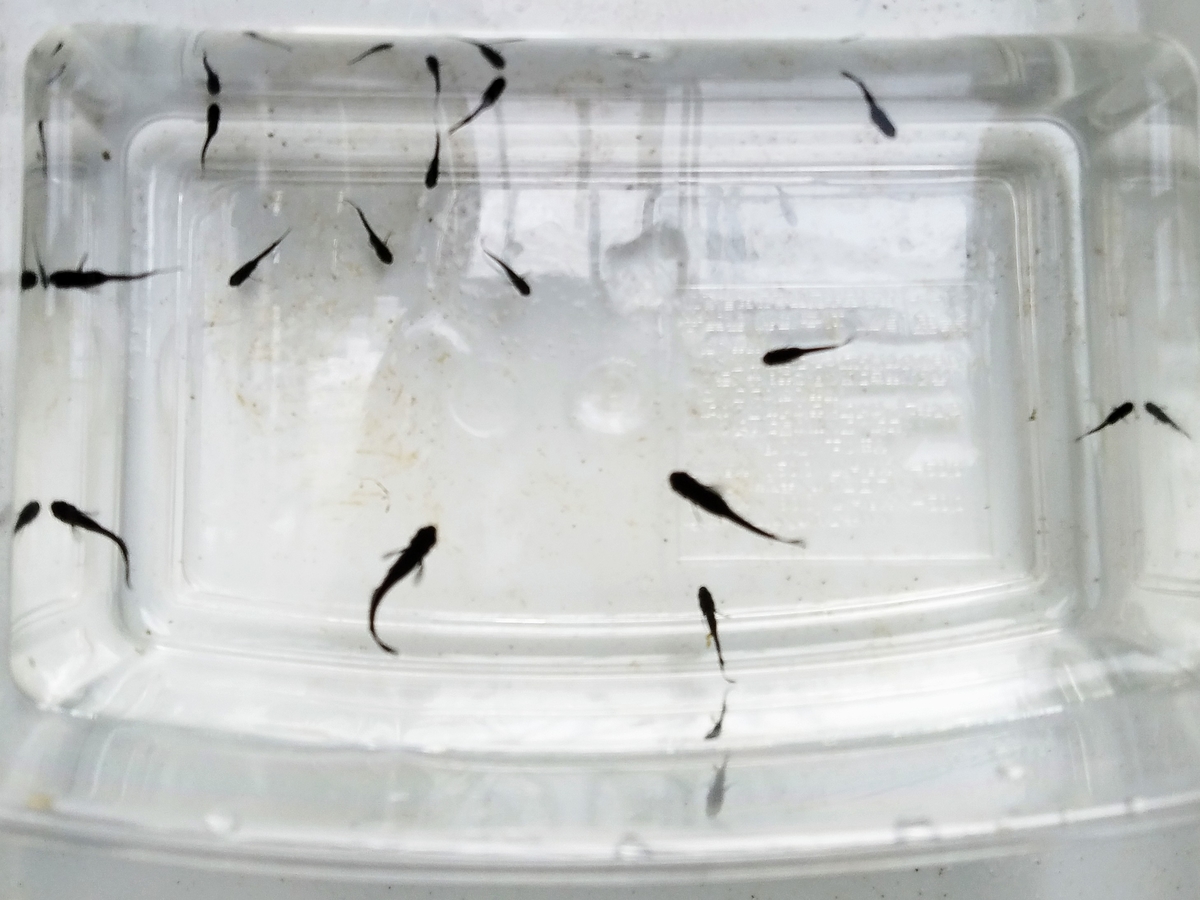 f:id:e-medaka-3846:20200229154622j:plain