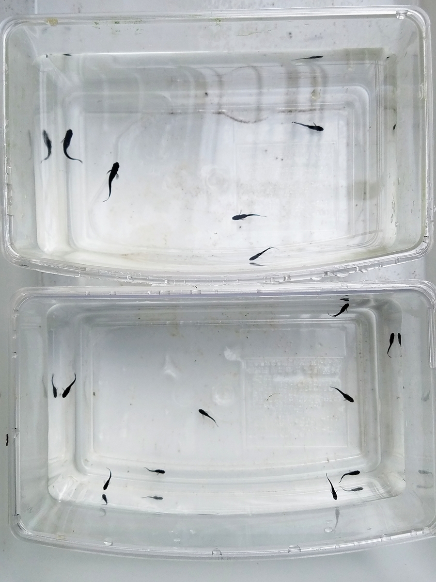 f:id:e-medaka-3846:20200229154901j:plain