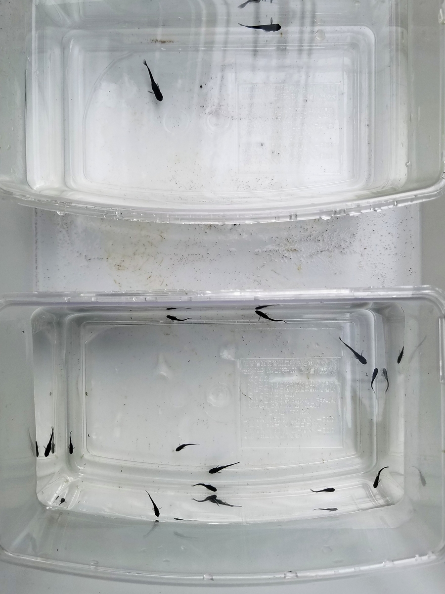 f:id:e-medaka-3846:20200229155115j:plain