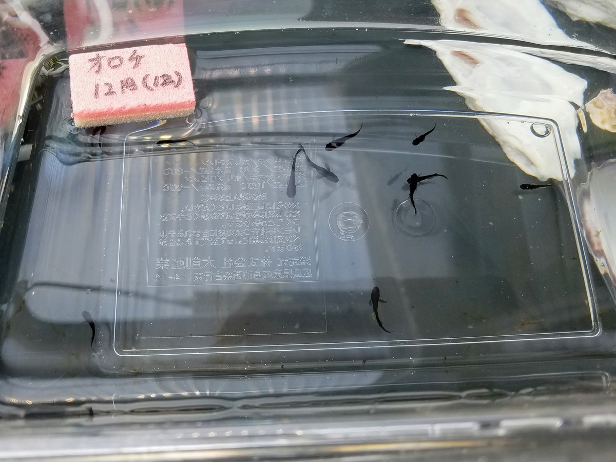 f:id:e-medaka-3846:20200229161332j:plain