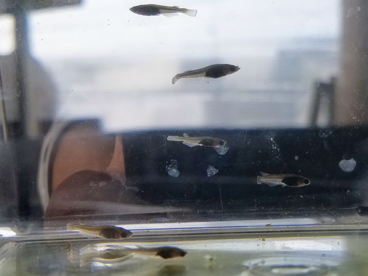 f:id:e-medaka-3846:20200301134802j:plain f:id:e-medaka-3846:20200301134802j:plain