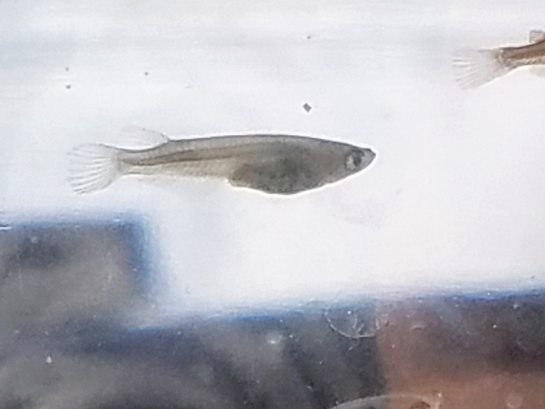 f:id:e-medaka-3846:20200301134839j:plain f:id:e-medaka-3846:20200301134839j:plain