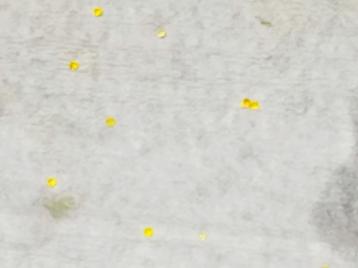 f:id:e-medaka-3846:20200303213204j:plain