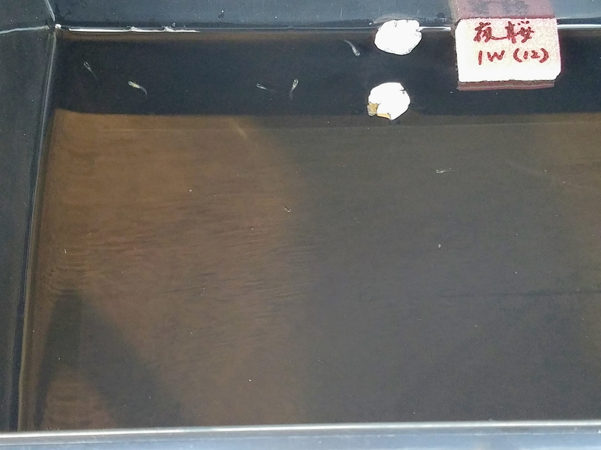 f:id:e-medaka-3846:20200410104314j:plain