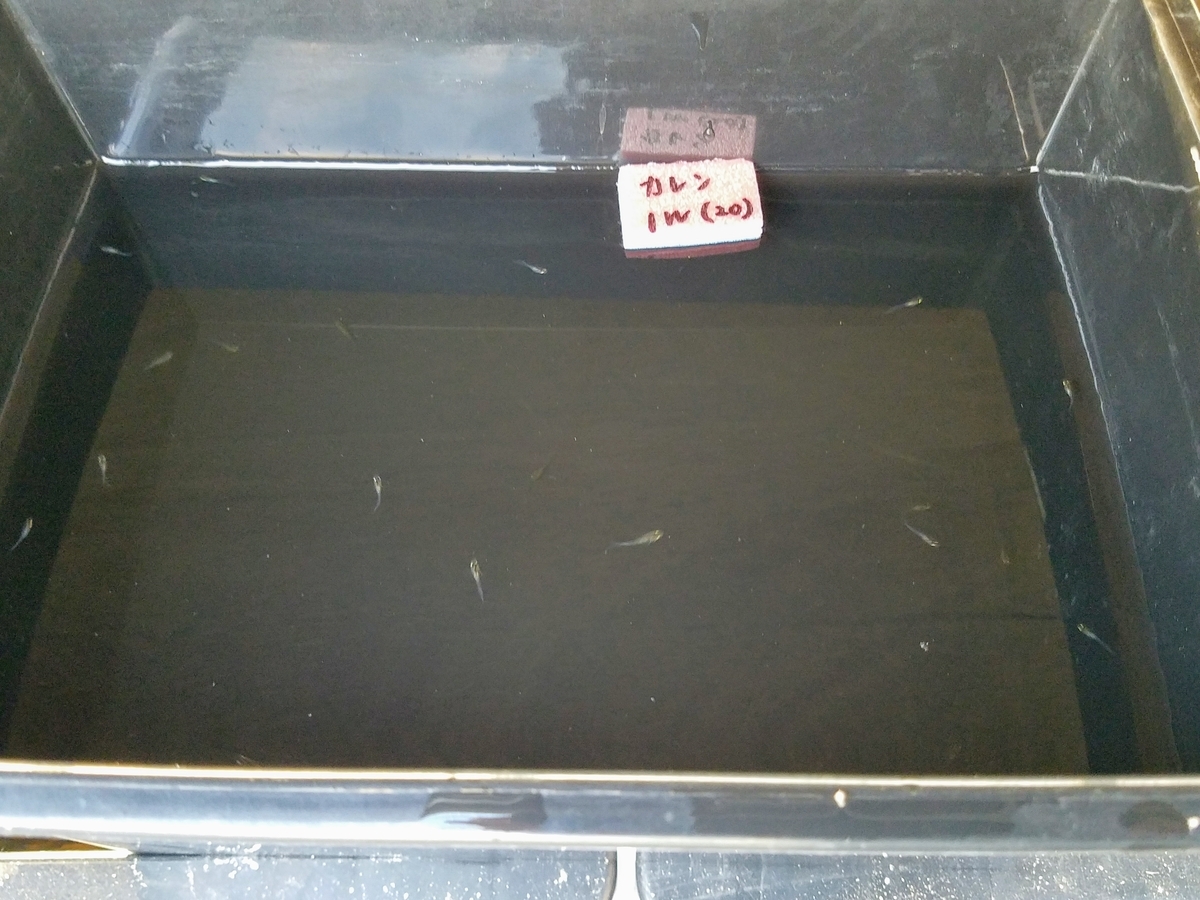 f:id:e-medaka-3846:20200410182750j:plain f:id:e-medaka-3846:20200410182750j:plain
