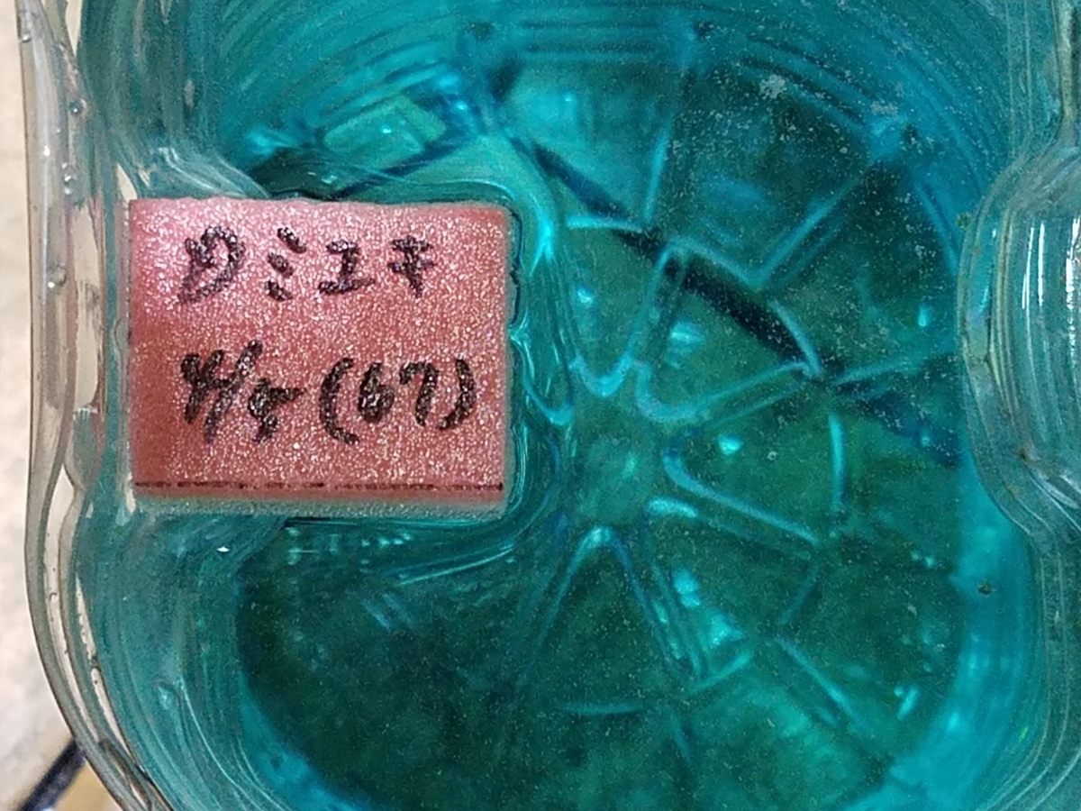 f:id:e-medaka-3846:20200413165905j:plain