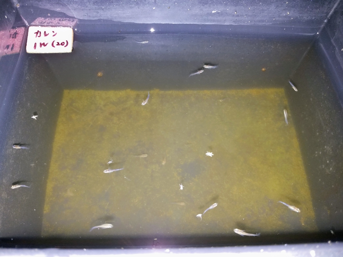 f:id:e-medaka-3846:20200420183008j:plain