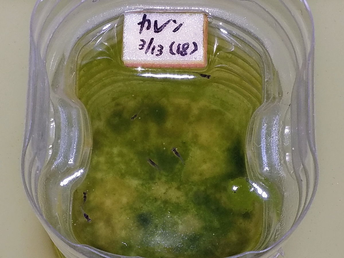 f:id:e-medaka-3846:20200420183055j:plain