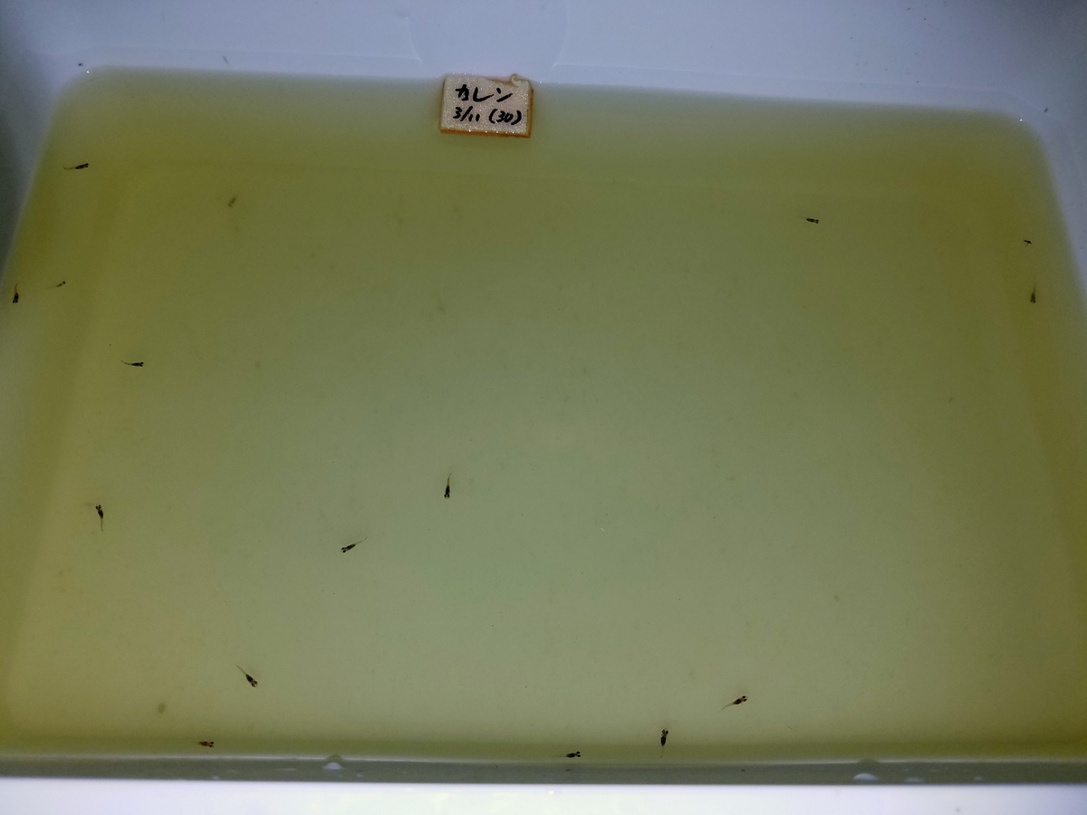 f:id:e-medaka-3846:20200420183117j:plain