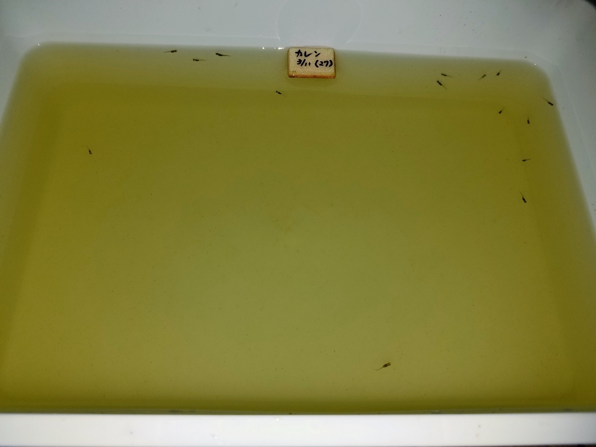 f:id:e-medaka-3846:20200420183146j:plain