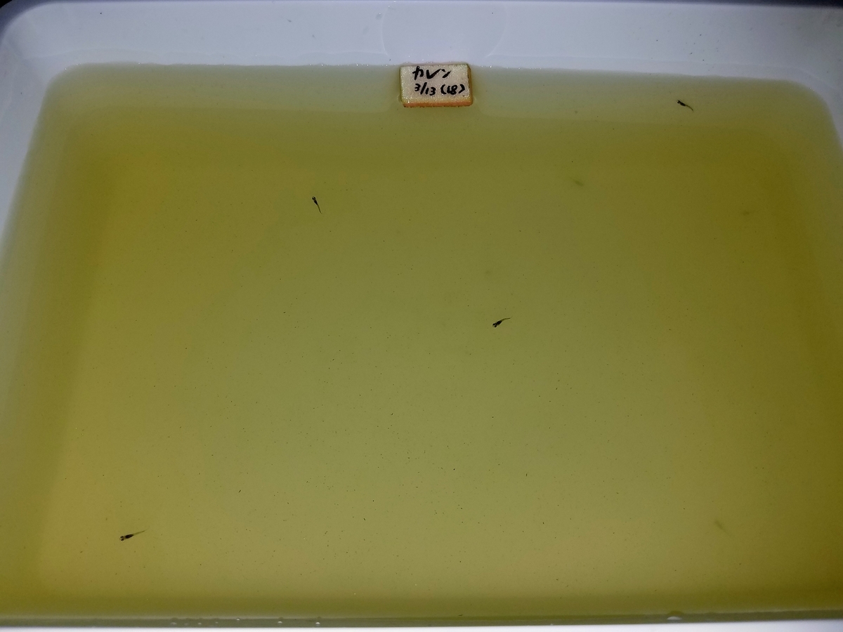 f:id:e-medaka-3846:20200420183208j:plain