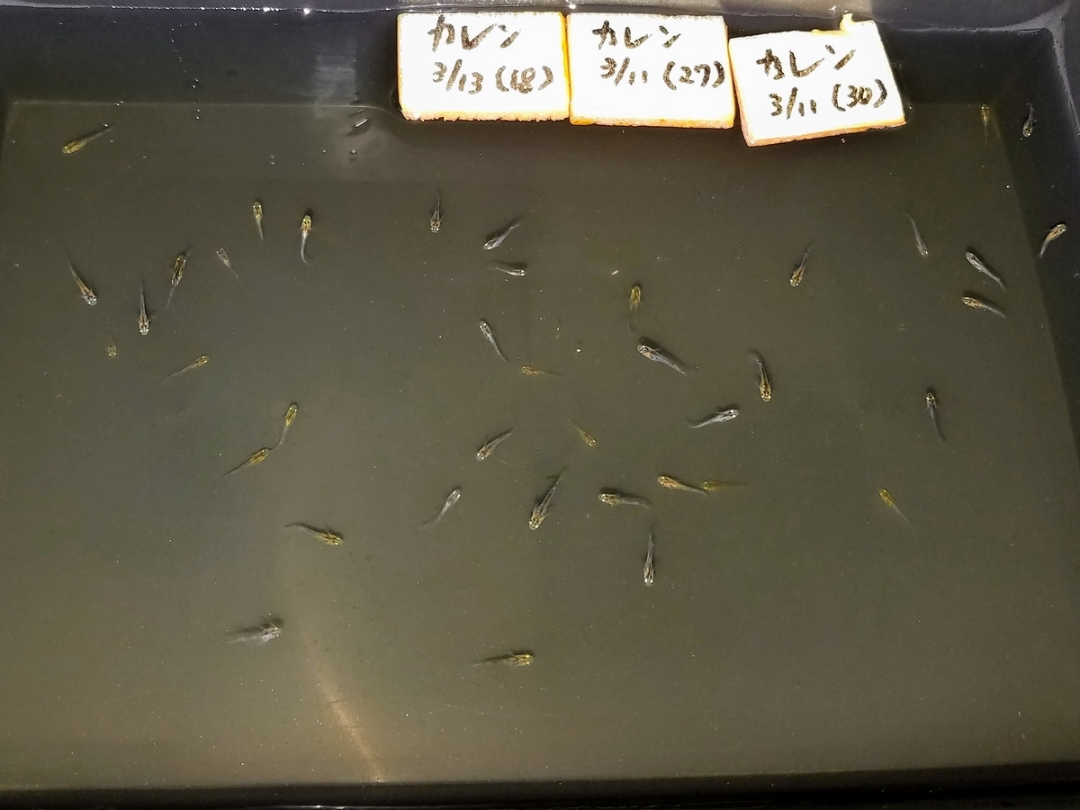 f:id:e-medaka-3846:20200420183229j:plain