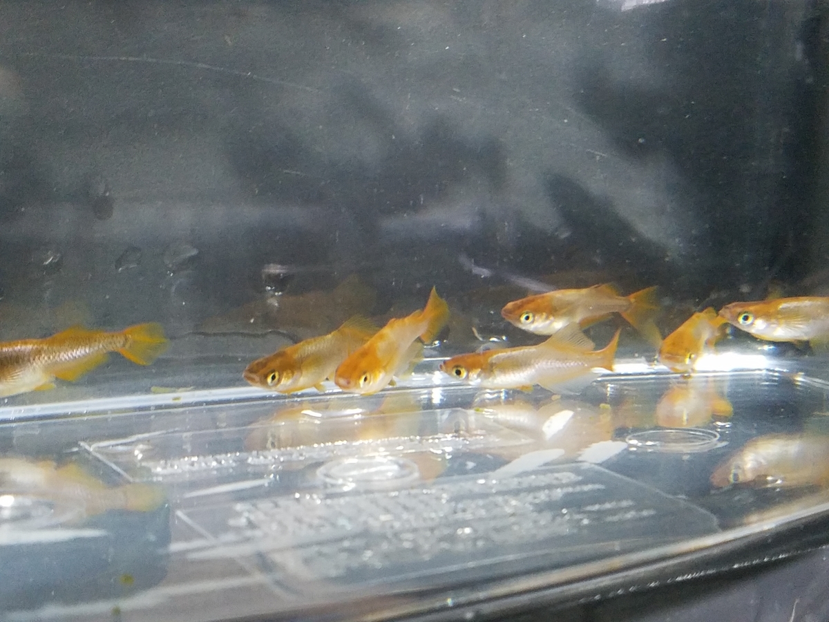 f:id:e-medaka-3846:20200423072838j:plain f:id:e-medaka-3846:20200423072838j:plain