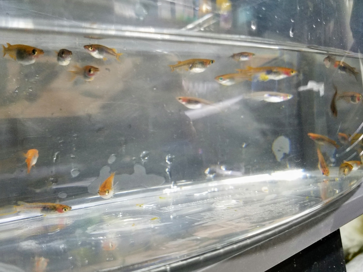 f:id:e-medaka-3846:20200423073426j:plain f:id:e-medaka-3846:20200423073426j:plain