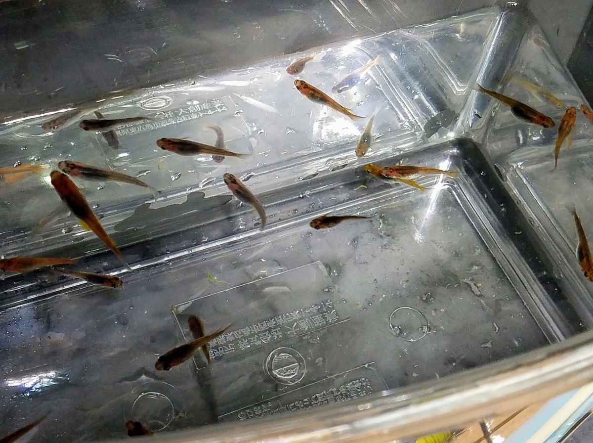 f:id:e-medaka-3846:20200423073448j:plain f:id:e-medaka-3846:20200423073448j:plain