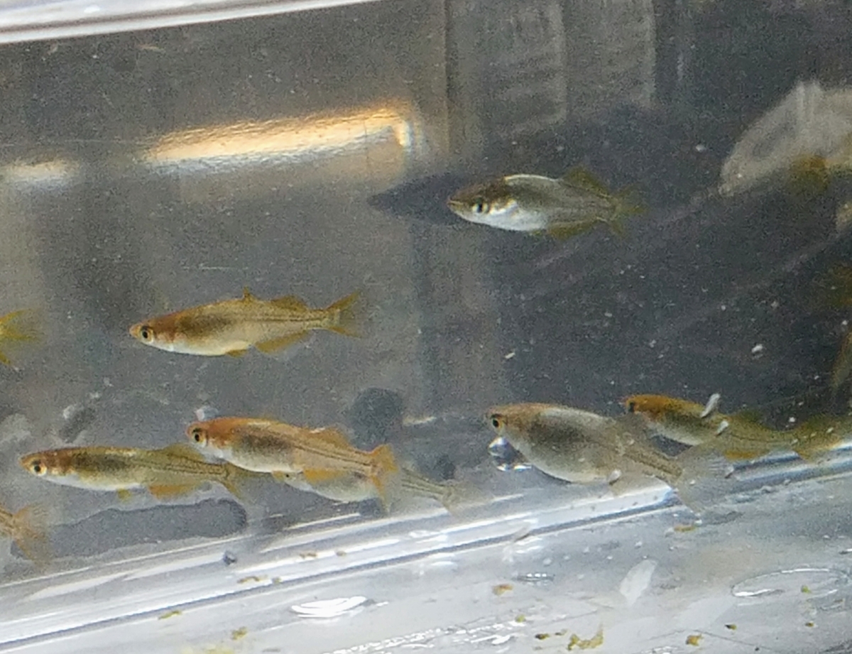 f:id:e-medaka-3846:20200423073824j:plain f:id:e-medaka-3846:20200423073824j:plain