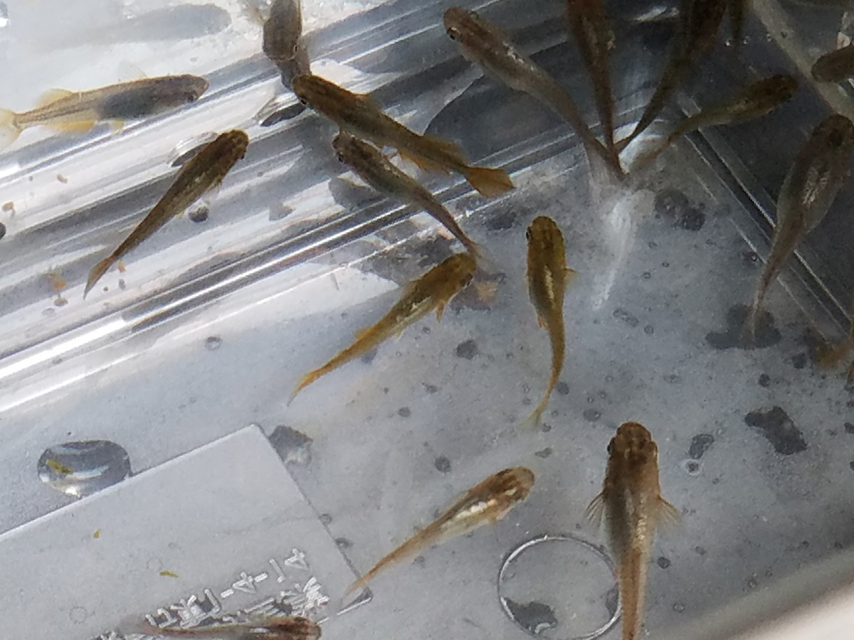 f:id:e-medaka-3846:20200423073843j:plain f:id:e-medaka-3846:20200423073843j:plain