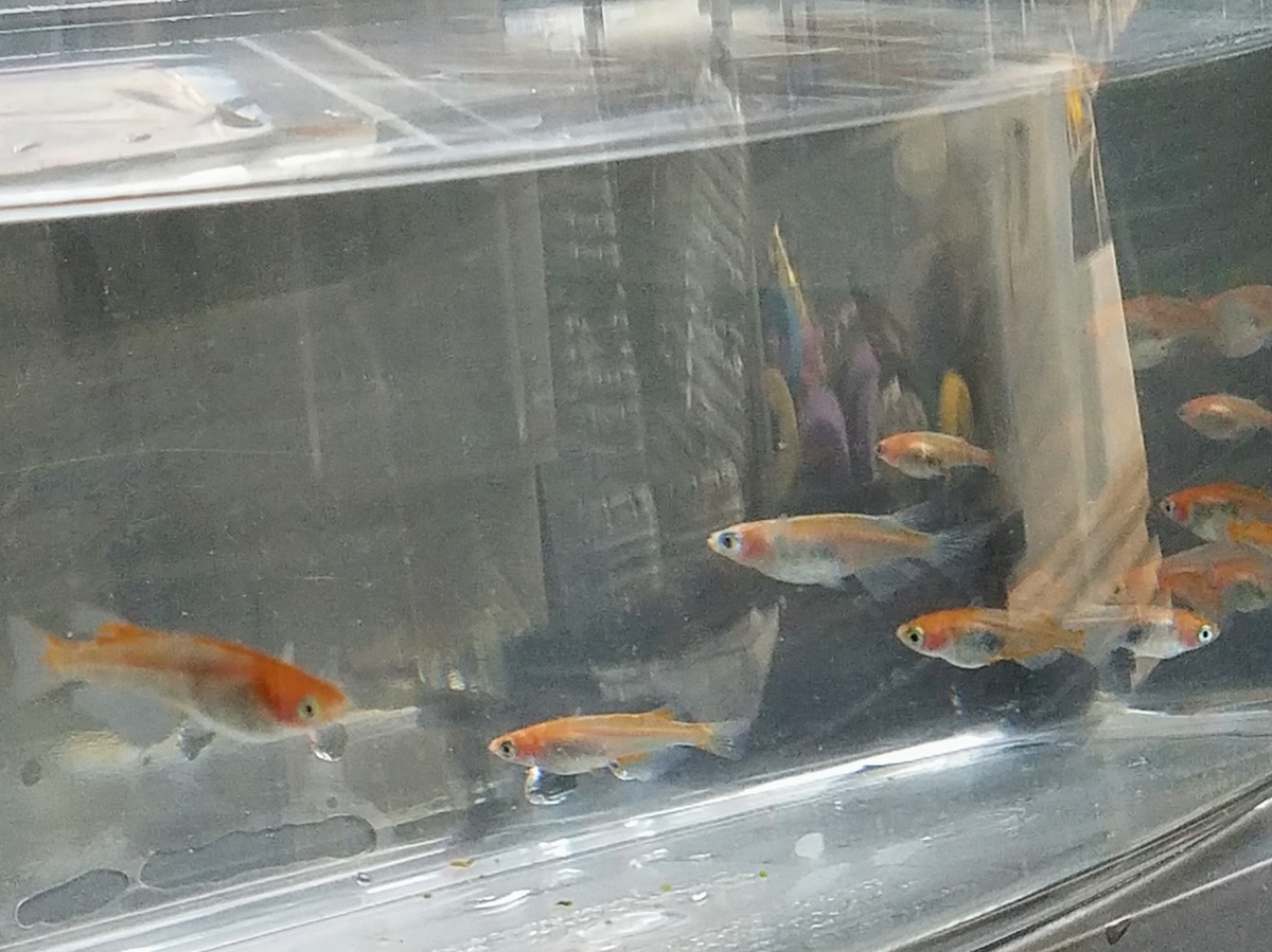 f:id:e-medaka-3846:20200423074319j:plain f:id:e-medaka-3846:20200423074319j:plain