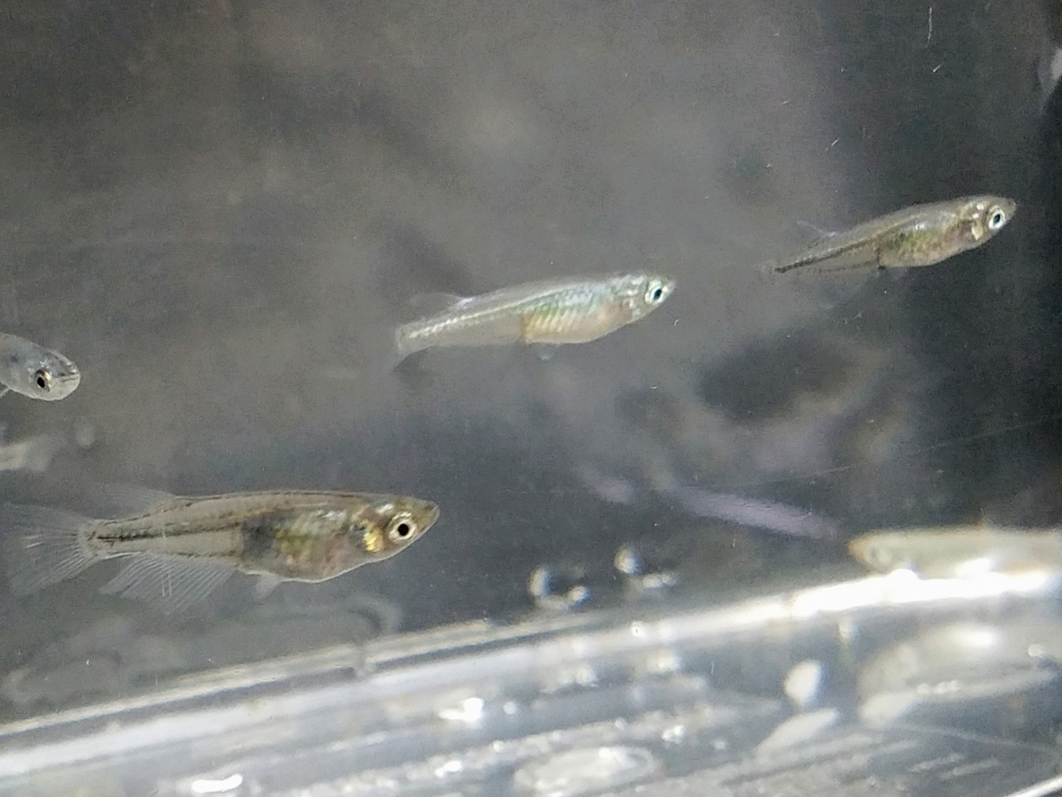 f:id:e-medaka-3846:20200423074643j:plain f:id:e-medaka-3846:20200423074643j:plain