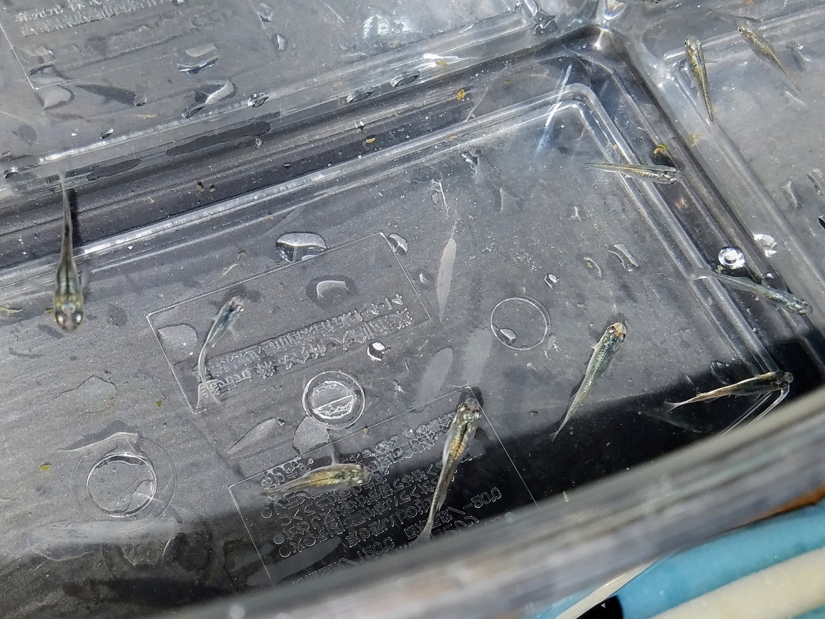 f:id:e-medaka-3846:20200423074703j:plain f:id:e-medaka-3846:20200423074703j:plain