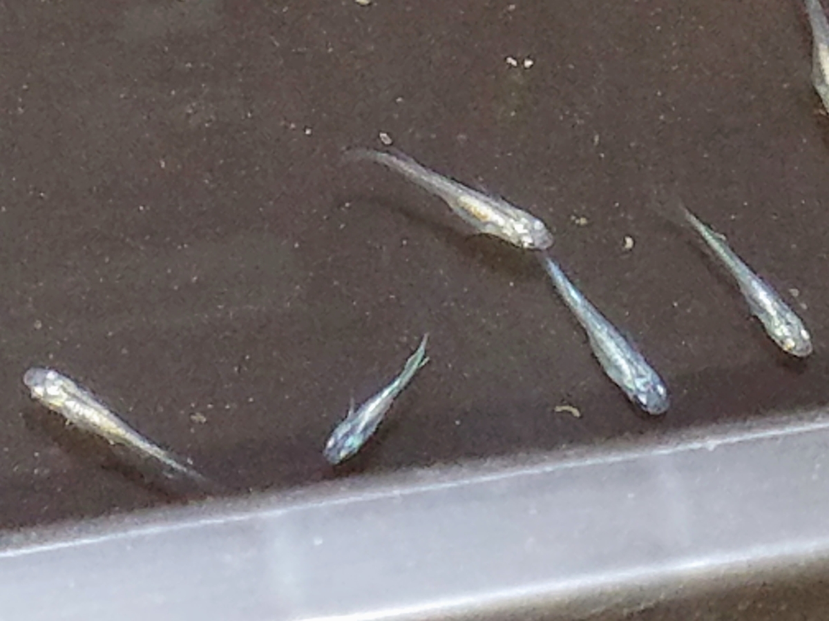 f:id:e-medaka-3846:20200423074721j:plain f:id:e-medaka-3846:20200423074721j:plain