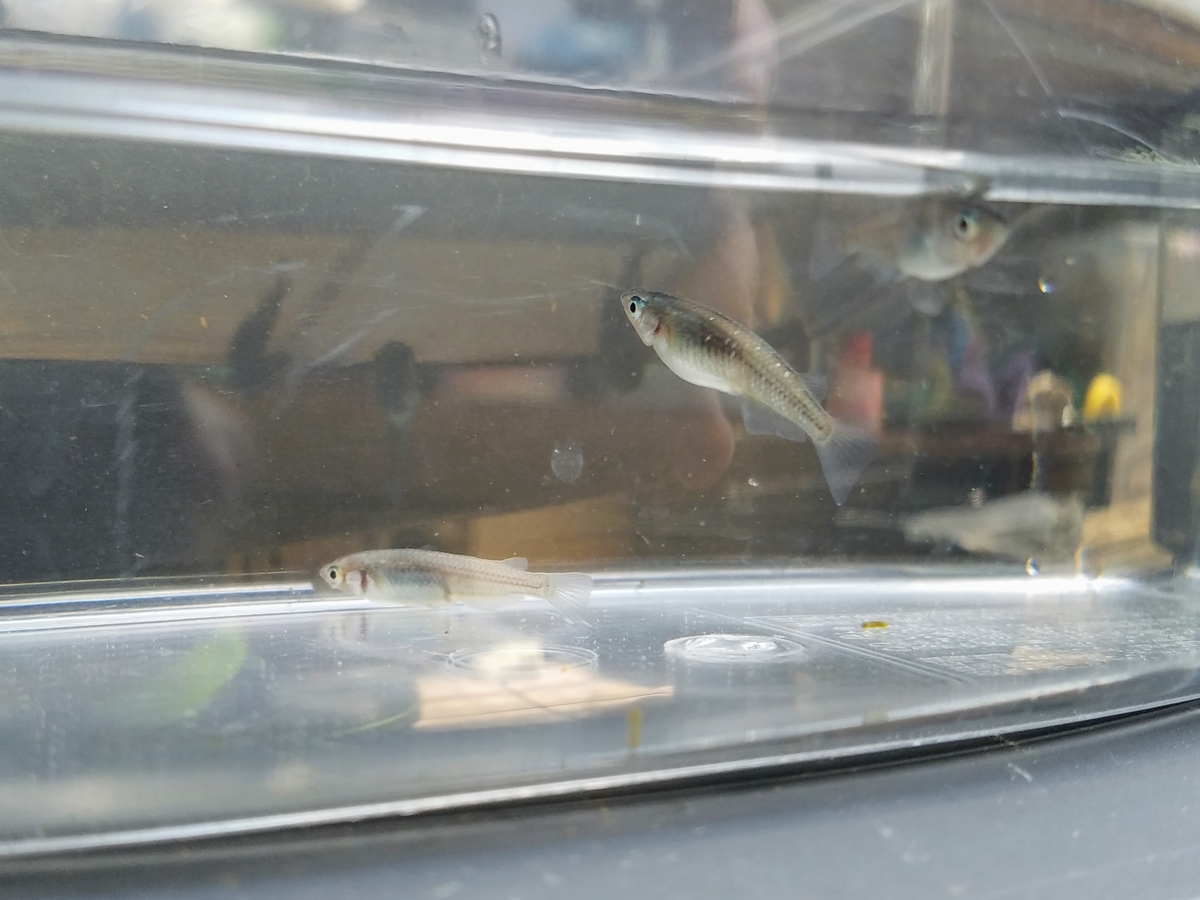 f:id:e-medaka-3846:20200425120108j:plain f:id:e-medaka-3846:20200425120108j:plain