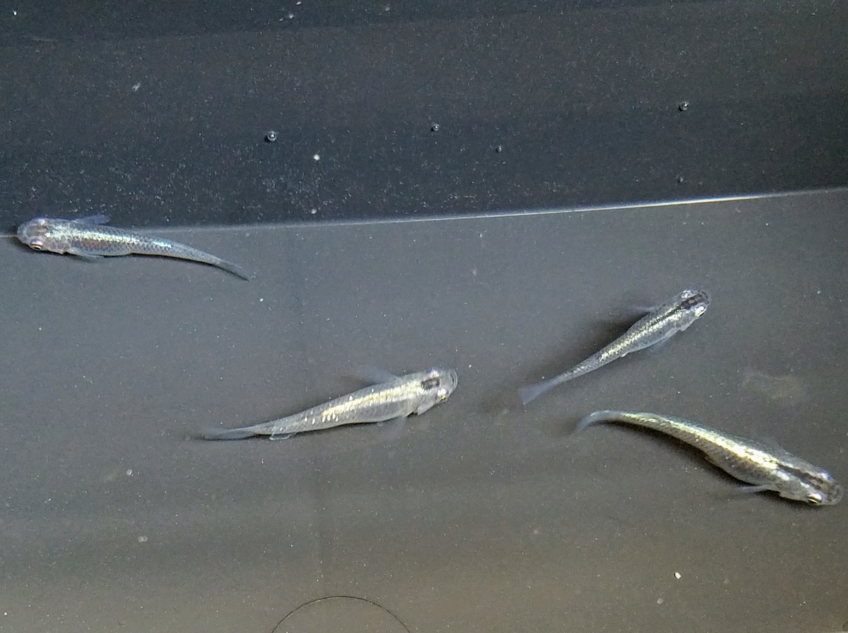 f:id:e-medaka-3846:20200425120129j:plain f:id:e-medaka-3846:20200425120129j:plain