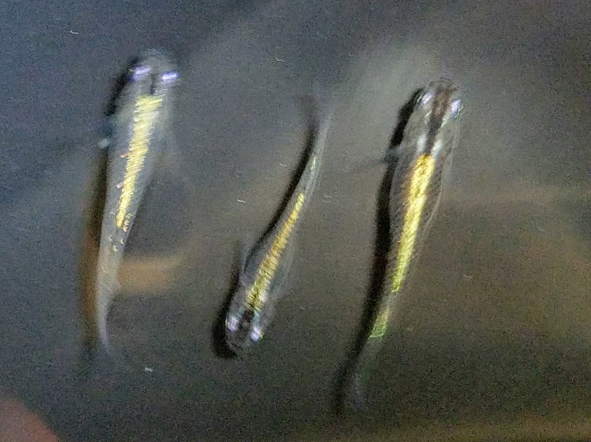 f:id:e-medaka-3846:20200425120146j:plain f:id:e-medaka-3846:20200425120146j:plain