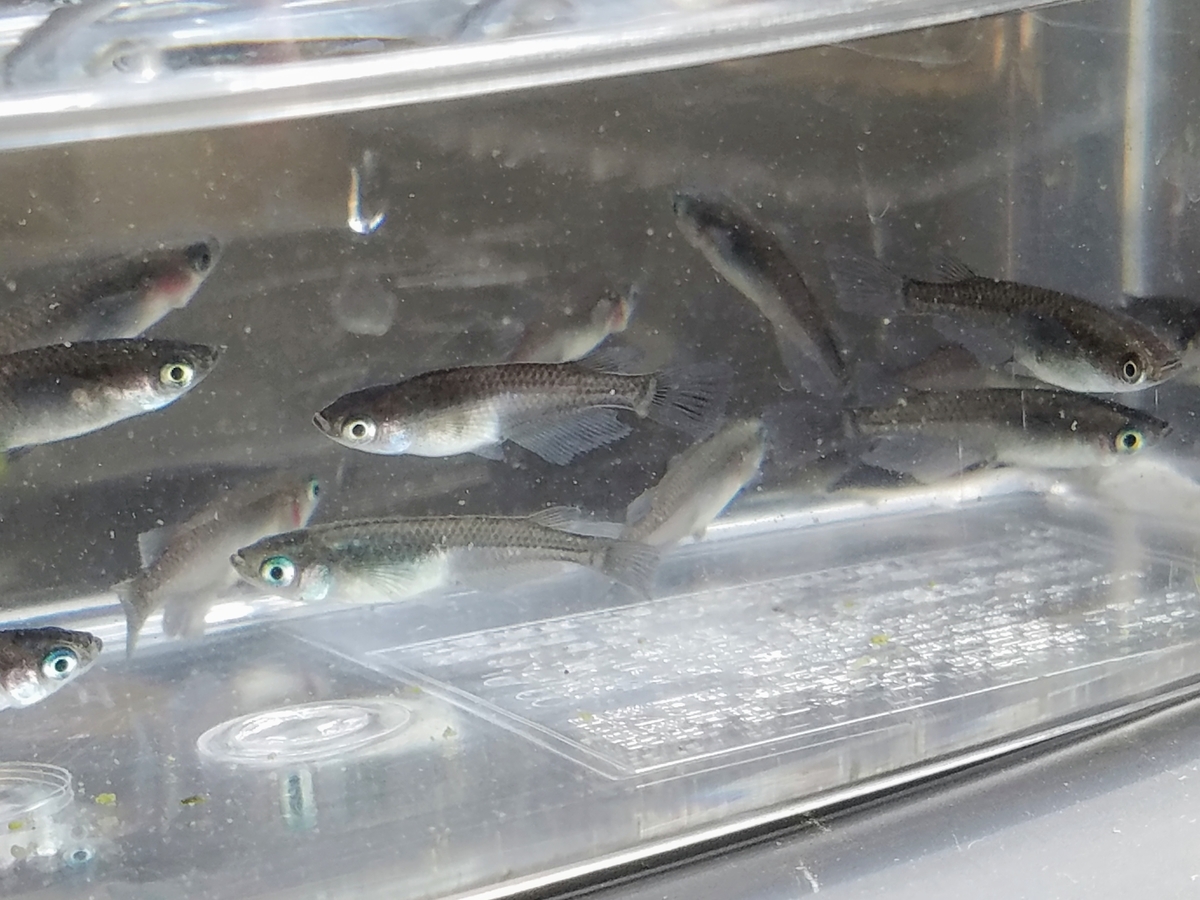 f:id:e-medaka-3846:20200425123359j:plain f:id:e-medaka-3846:20200425123359j:plain