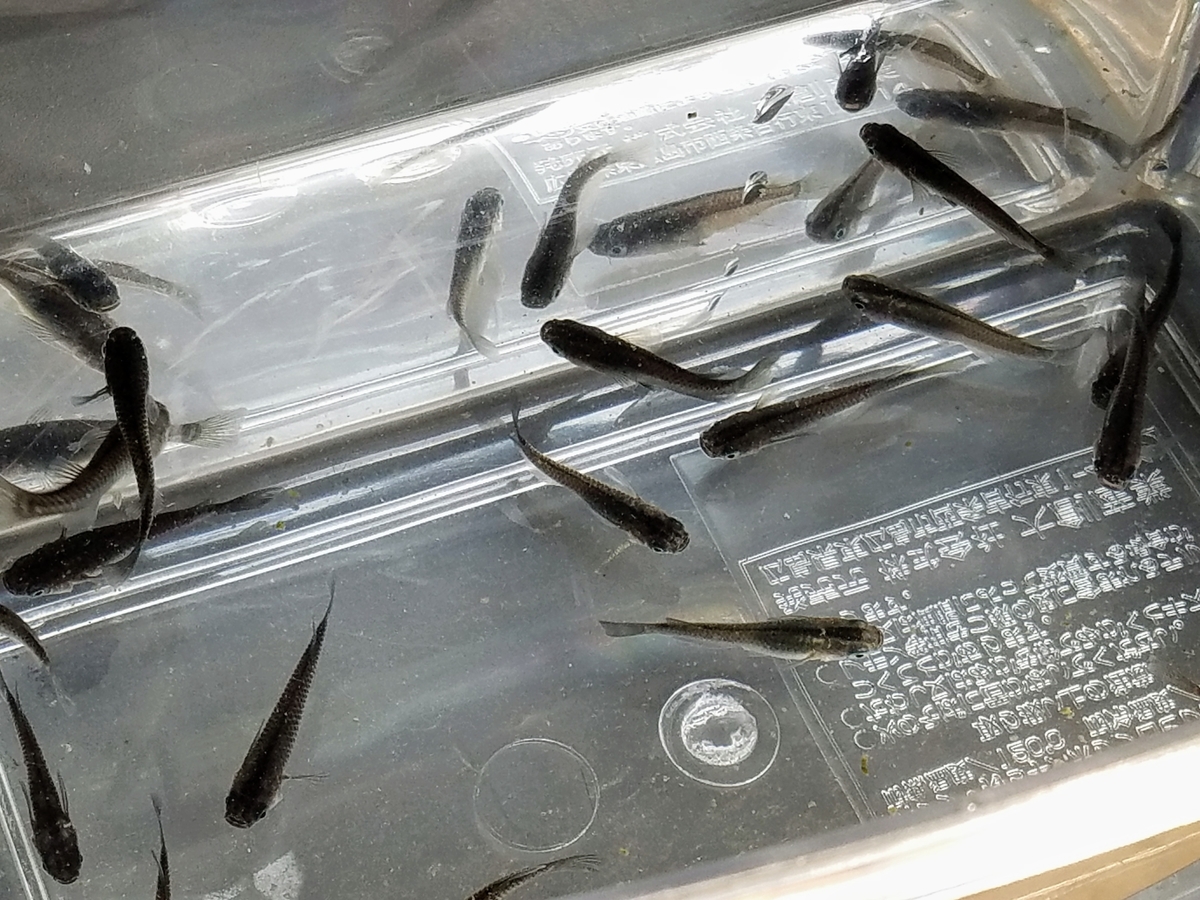 f:id:e-medaka-3846:20200425123422j:plain f:id:e-medaka-3846:20200425123422j:plain