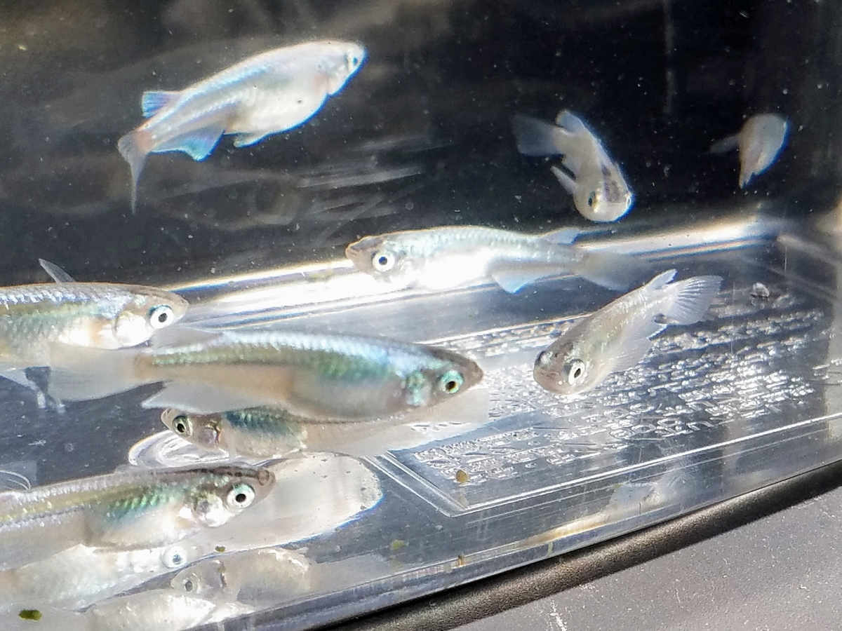 f:id:e-medaka-3846:20200425135106j:plain f:id:e-medaka-3846:20200425135106j:plain