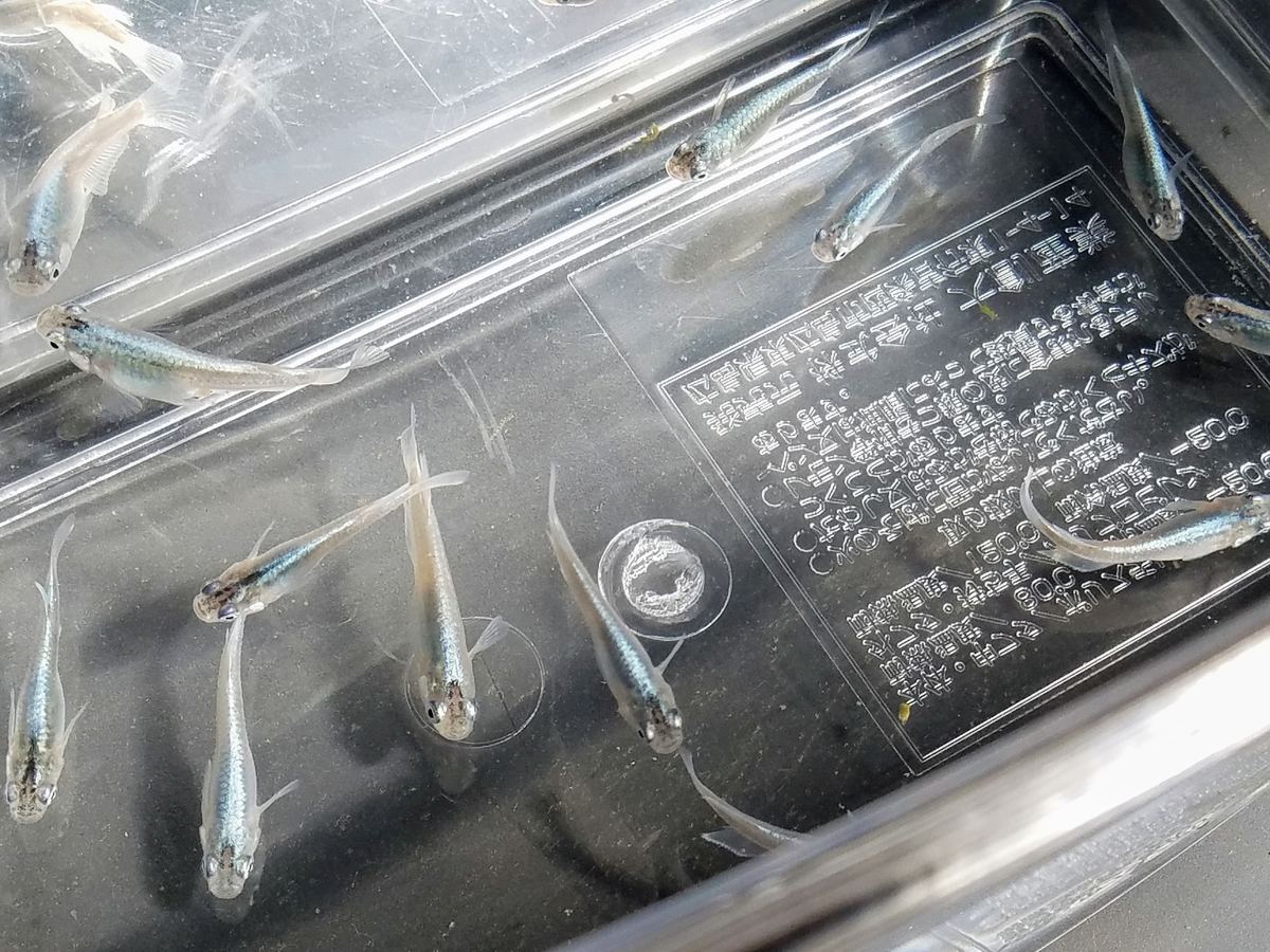 f:id:e-medaka-3846:20200425135129j:plain f:id:e-medaka-3846:20200425135129j:plain