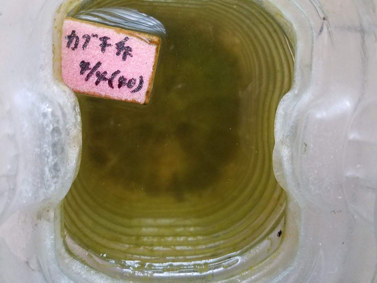 f:id:e-medaka-3846:20200511095106j:plain