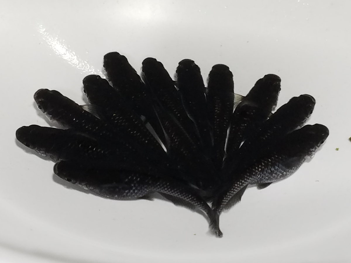 f:id:e-medaka-3846:20200618075306j:plain f:id:e-medaka-3846:20200618075306j:plain