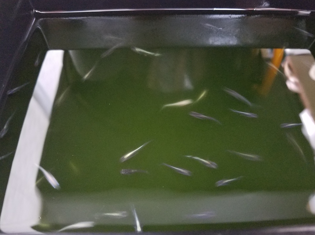 f:id:e-medaka-3846:20200710175814j:plain f:id:e-medaka-3846:20200710175814j:plain