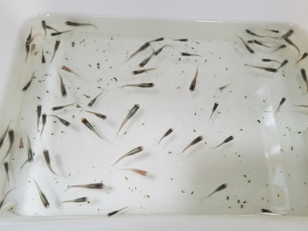 f:id:e-medaka-3846:20200710175840j:plain f:id:e-medaka-3846:20200710175840j:plain